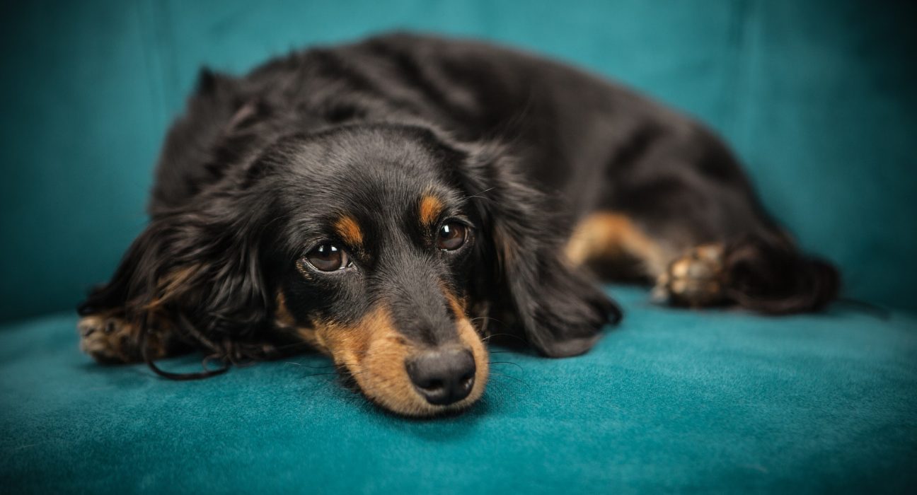 dachshund price in hyderabad