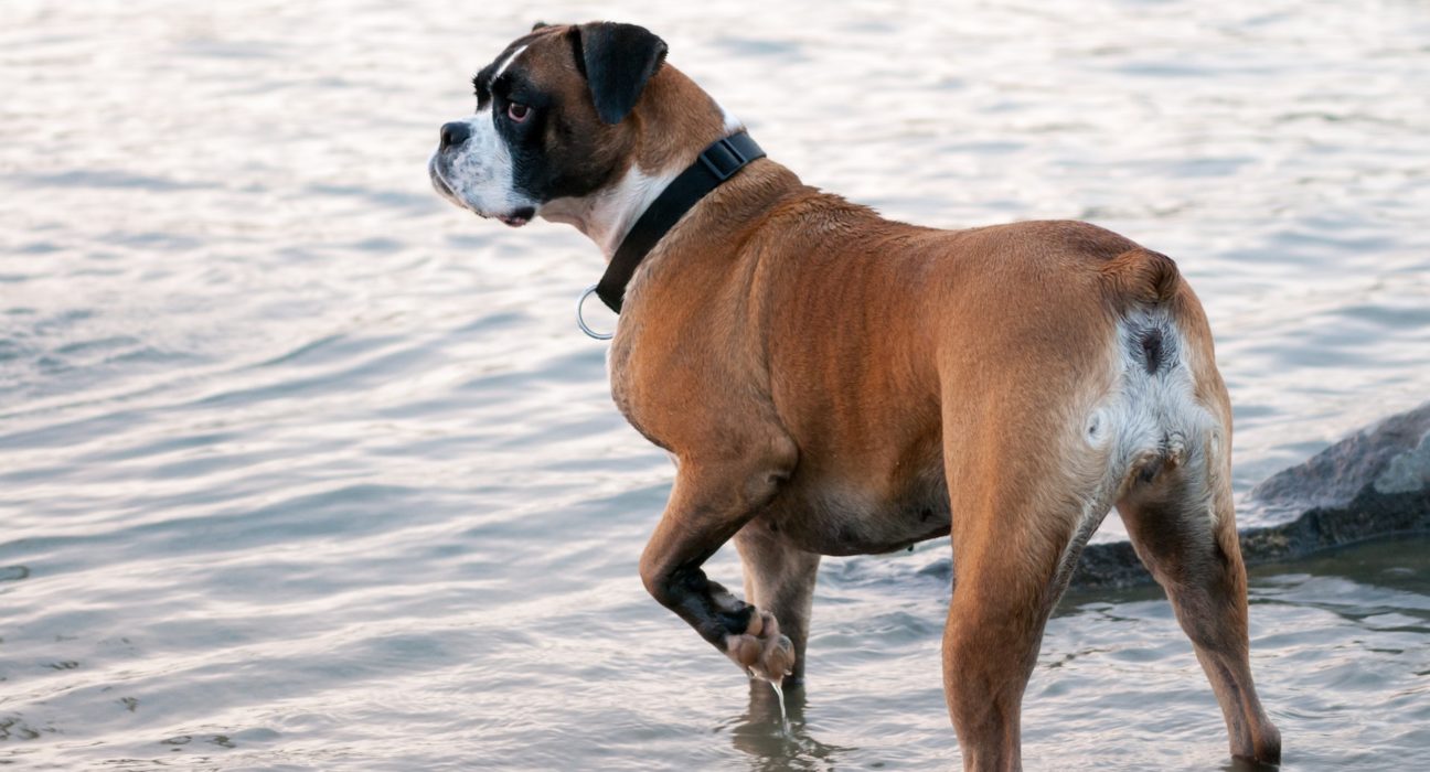 Boxer Dog Price in India