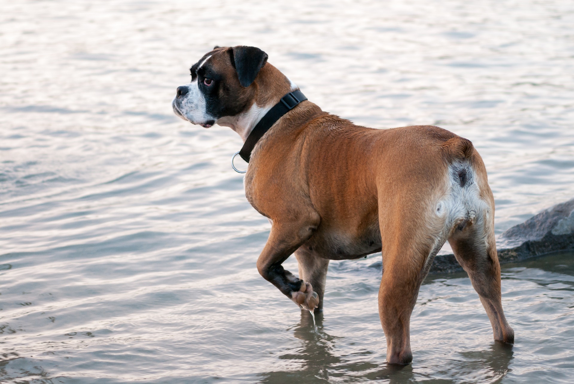 Boxer Dog Price in India