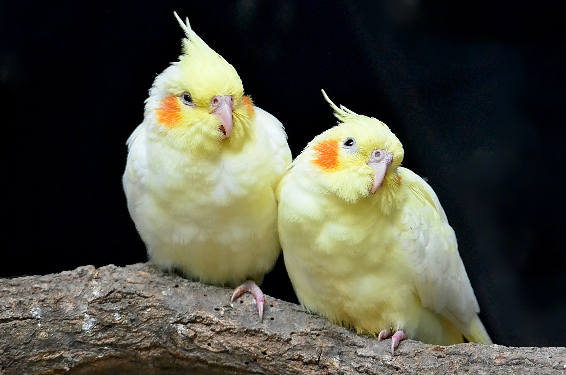 Cockatiel bird price in India