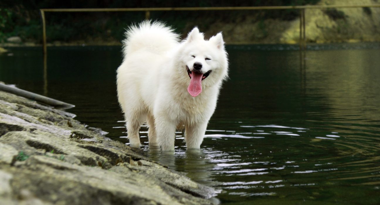 Samoyed Price in India