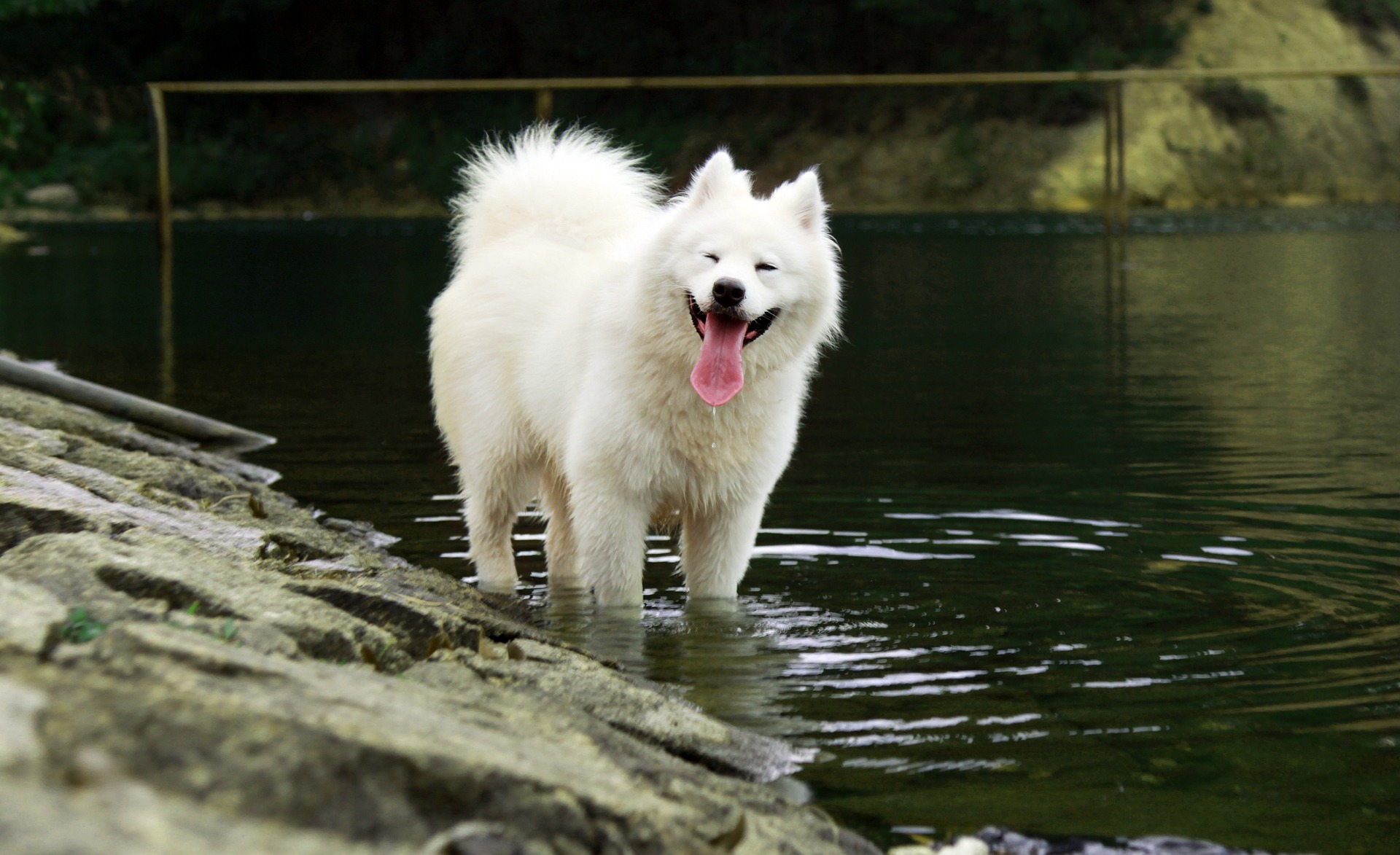 Samoyed Price in India