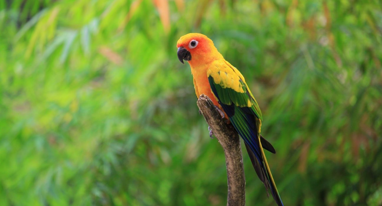 Sun Conure Price in India