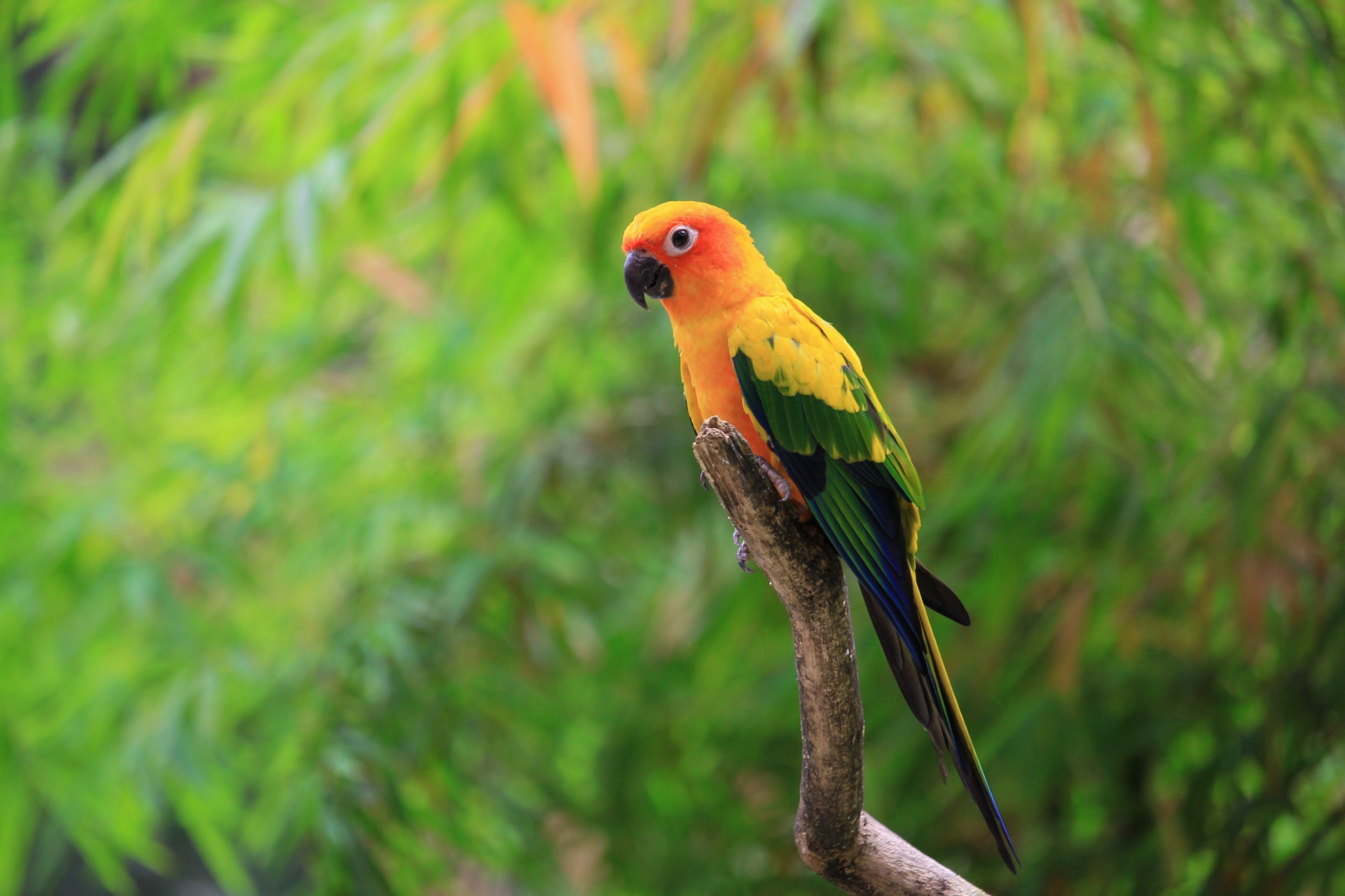 Sun Conure Price in India