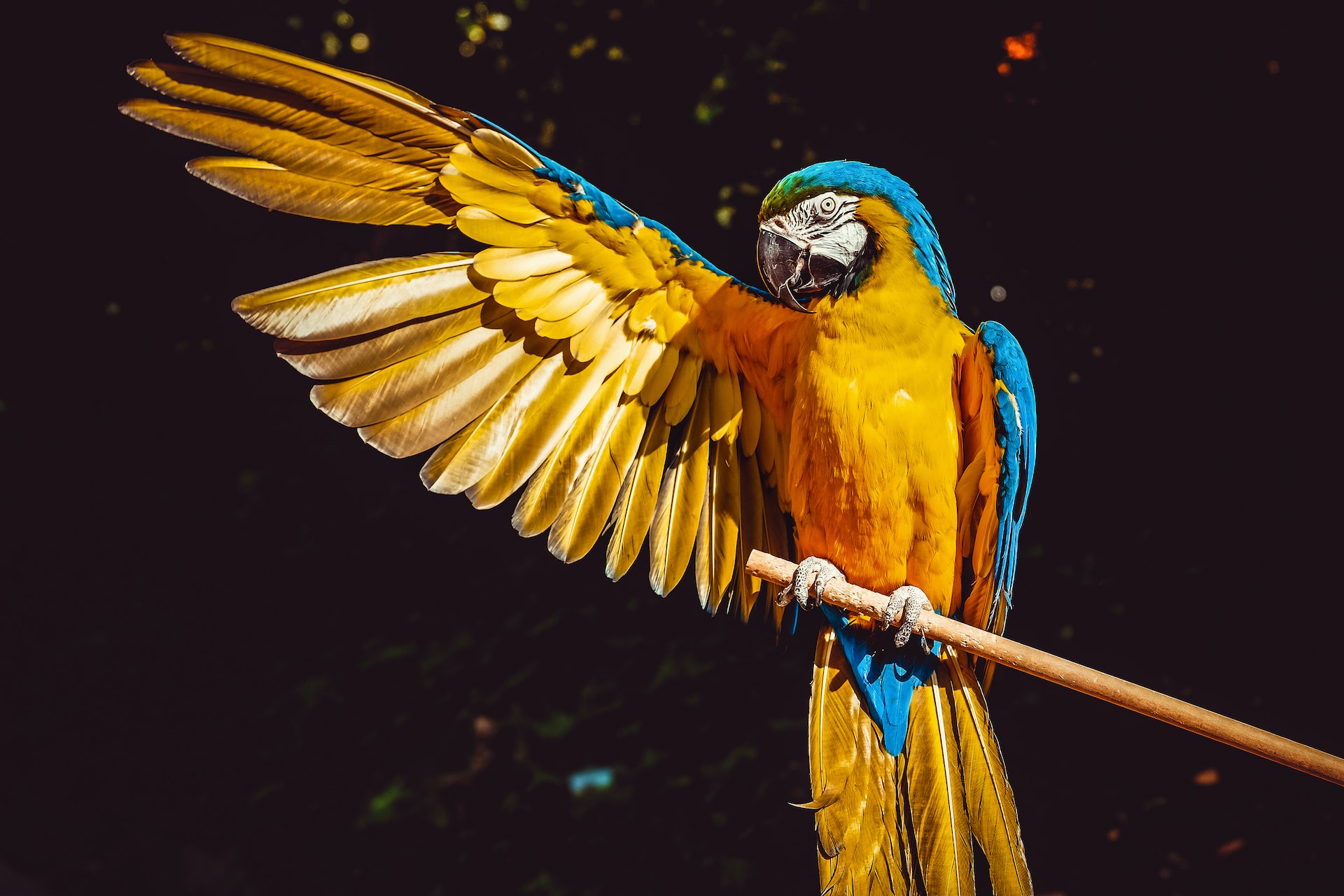 macaw parrot price in India