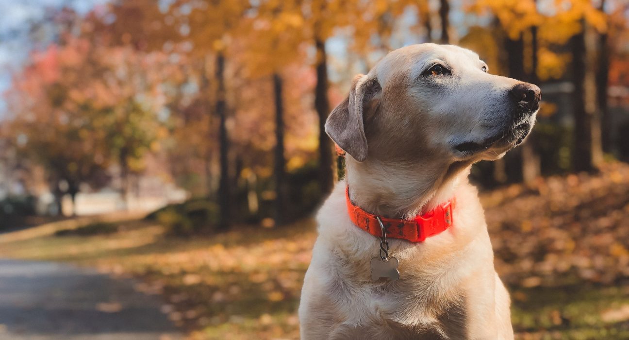 Labrador Puppy price in Lucknow