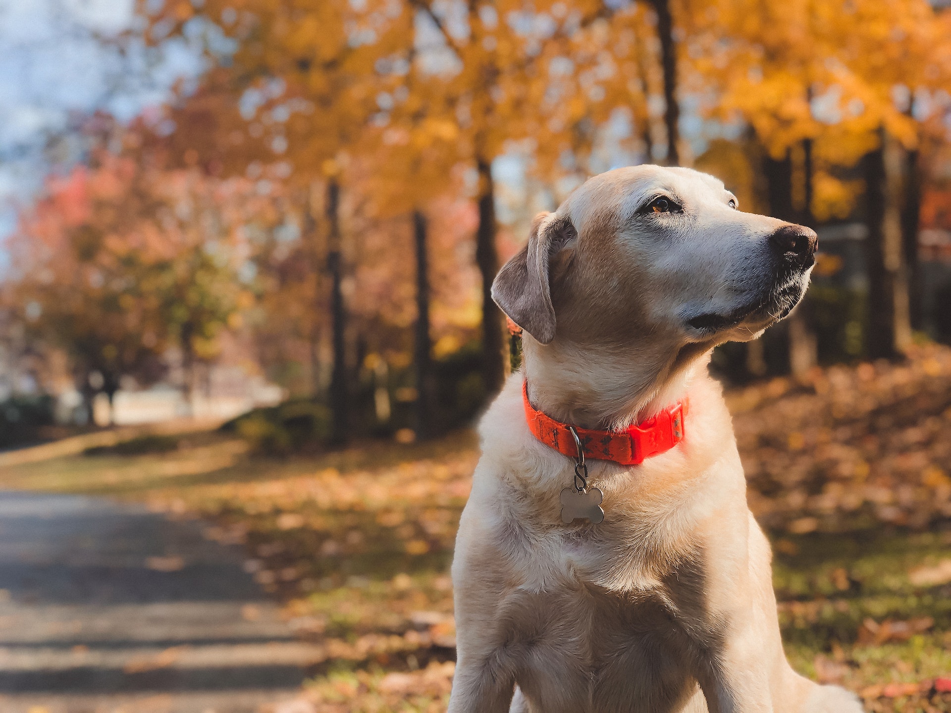 Labrador Puppy price in Lucknow