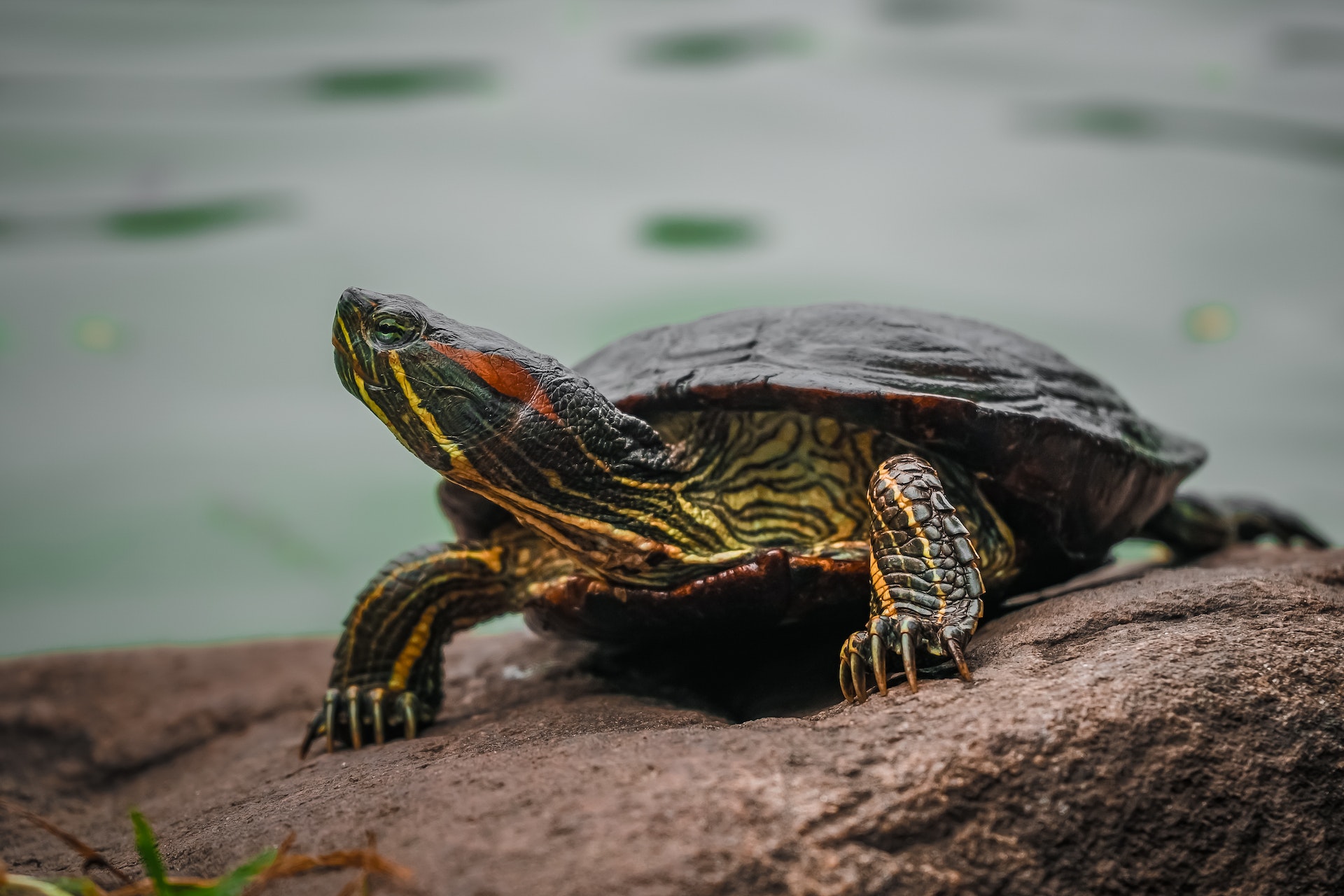 Turtle Price in India