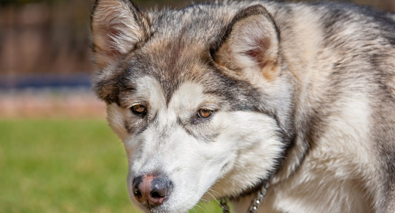 Alaskan Malamute Price in India