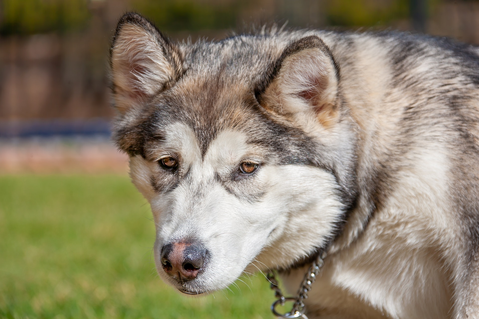 Alaskan Malamute Price in India